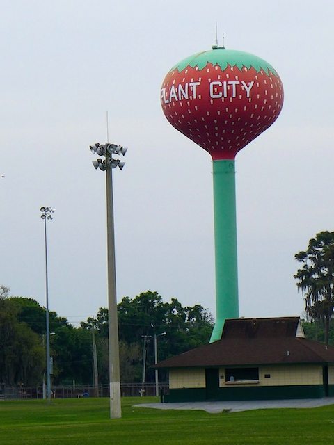 Plant City Florida Strawberry