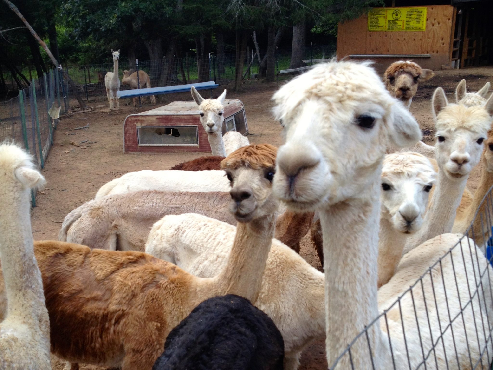 Alpacas at home in McCaysville, Georgia