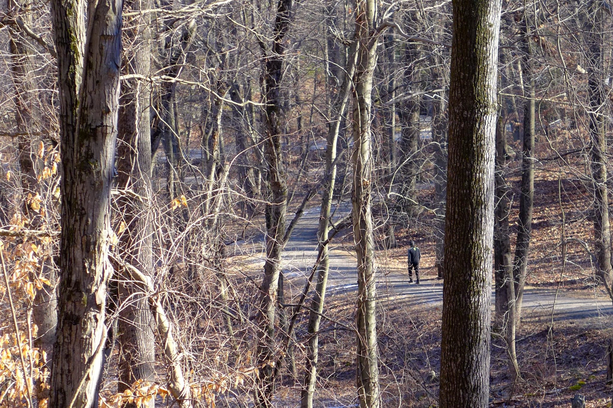 Solo hiker in NYS Rockefeller Preserve.