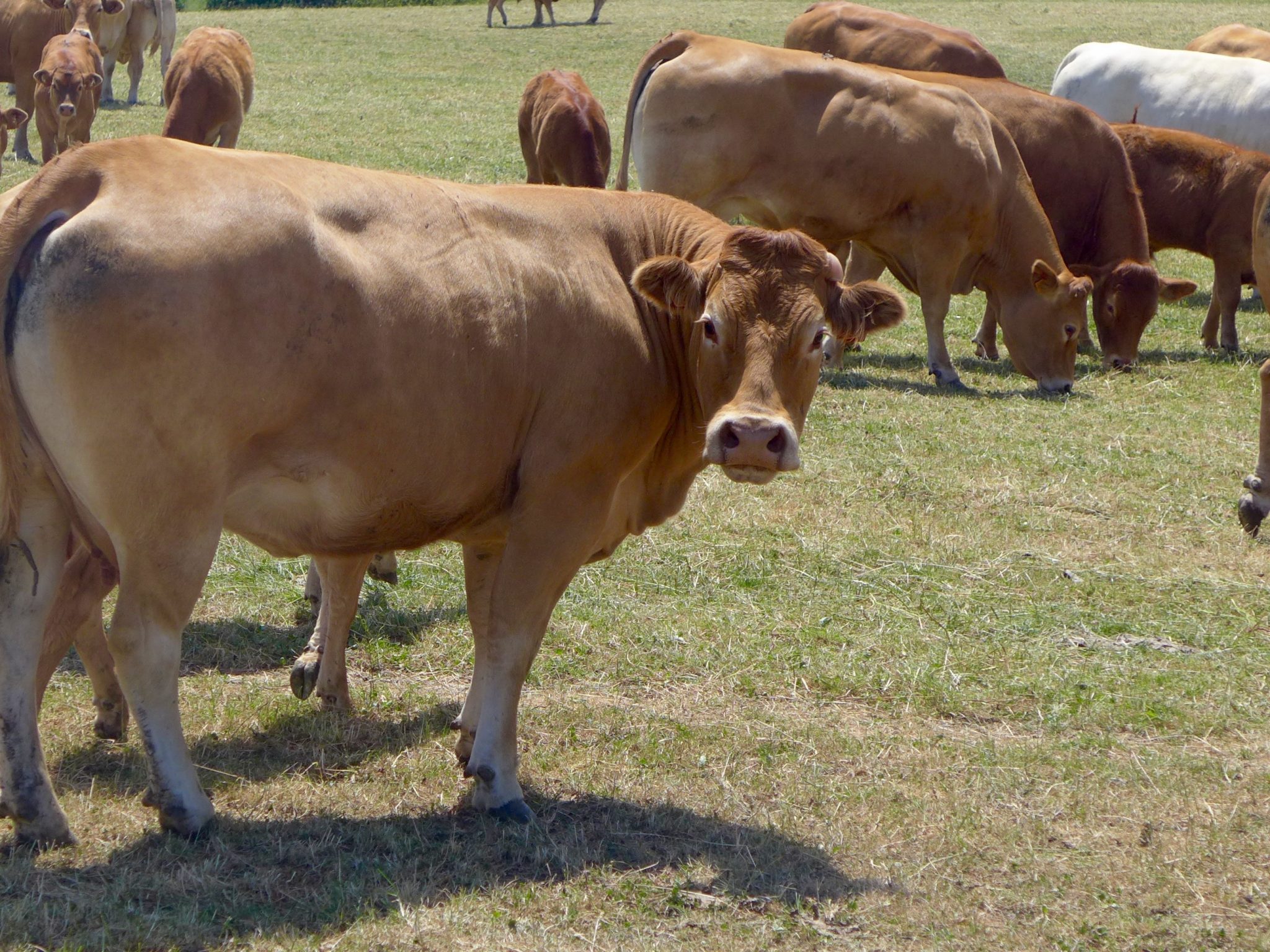 Belgian cows