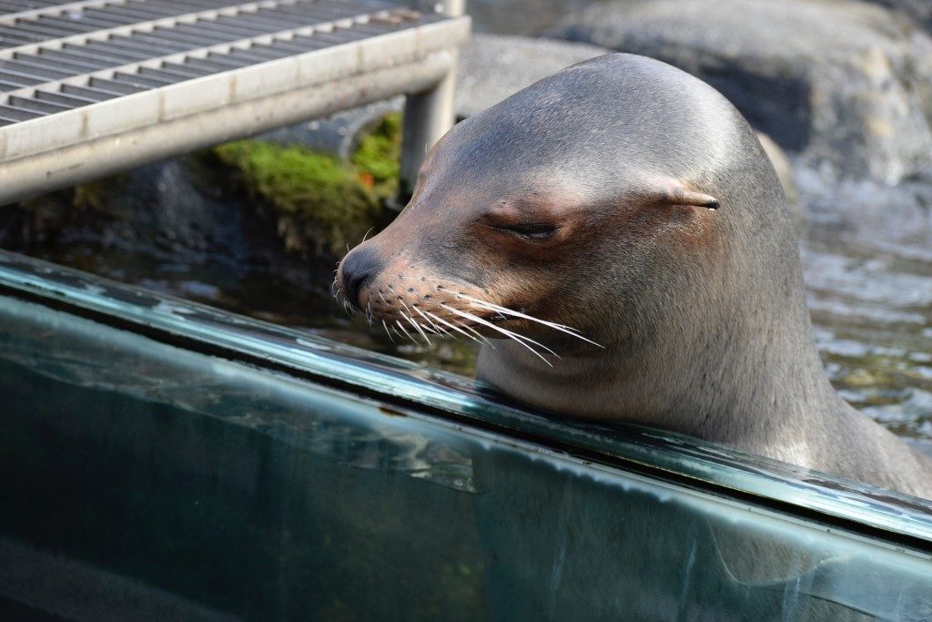 Central-Park-Zoo-sea-lion