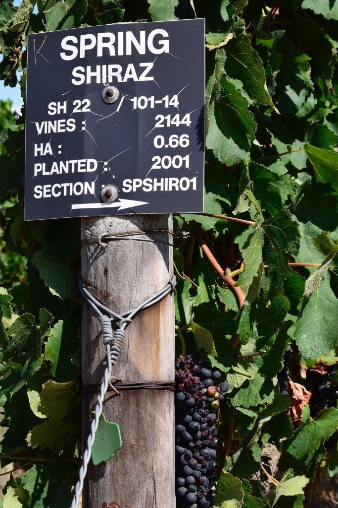 Marker on row of grapes at Waterford Estate in Stellenbosch, home of South Africa wine tour