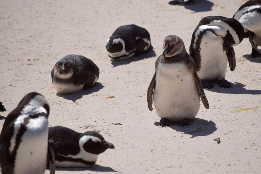 Boulders-Beach-penguins