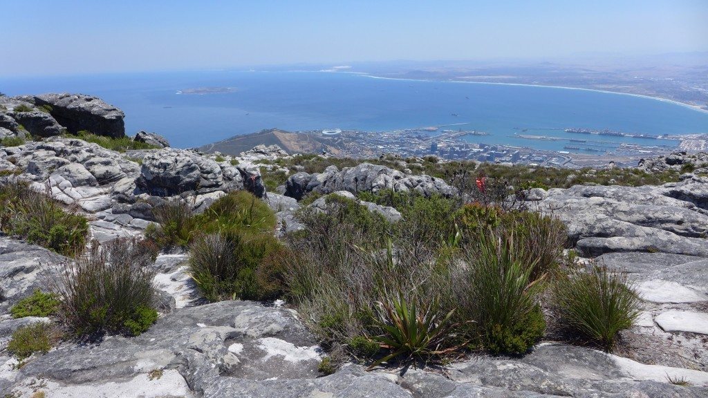 A local tour guide will tell you about different things like the unique plants on Table Mountain