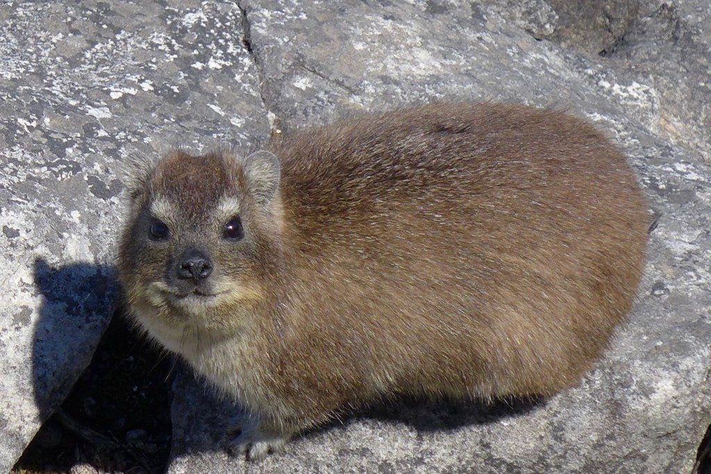 Hire a local tour guide to learn about native animals like this dassie in South Africa