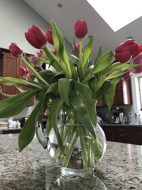 tulips in a pitcher in a kitchen - keep cut flowers in water that's clear