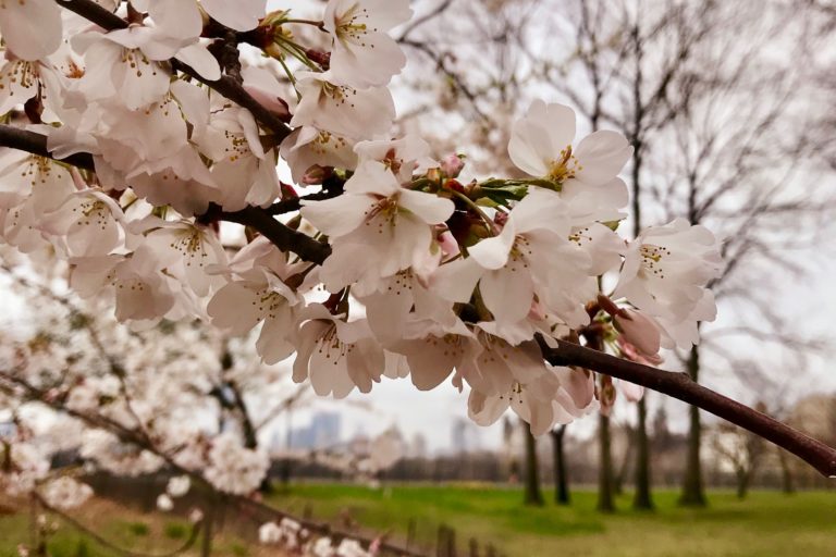 Don’t Miss the Cherry Blossoms in NYC: Central Park in Spring