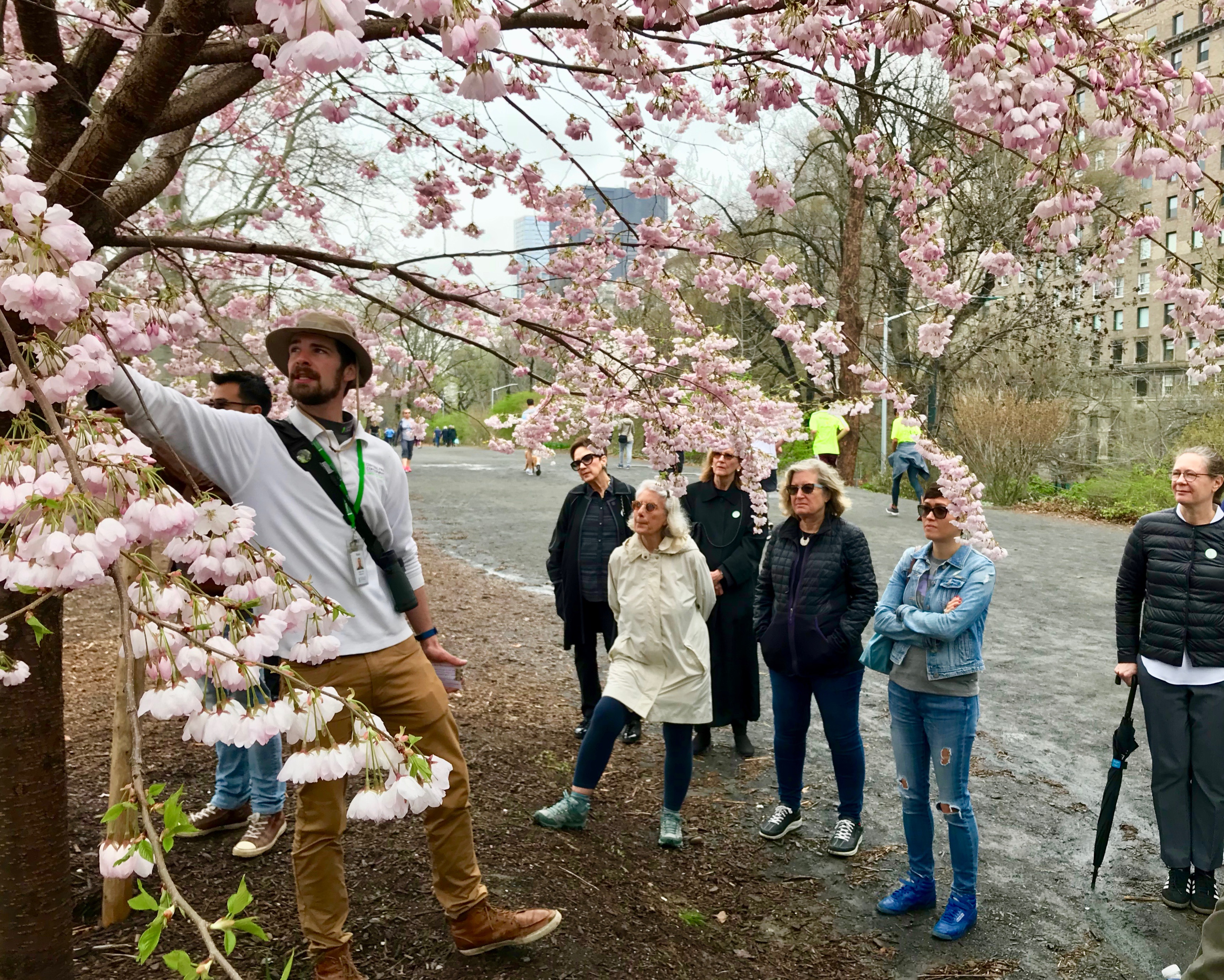 Central Park tour guide points out features of cherry blossoms in New York - The Open Suitcase