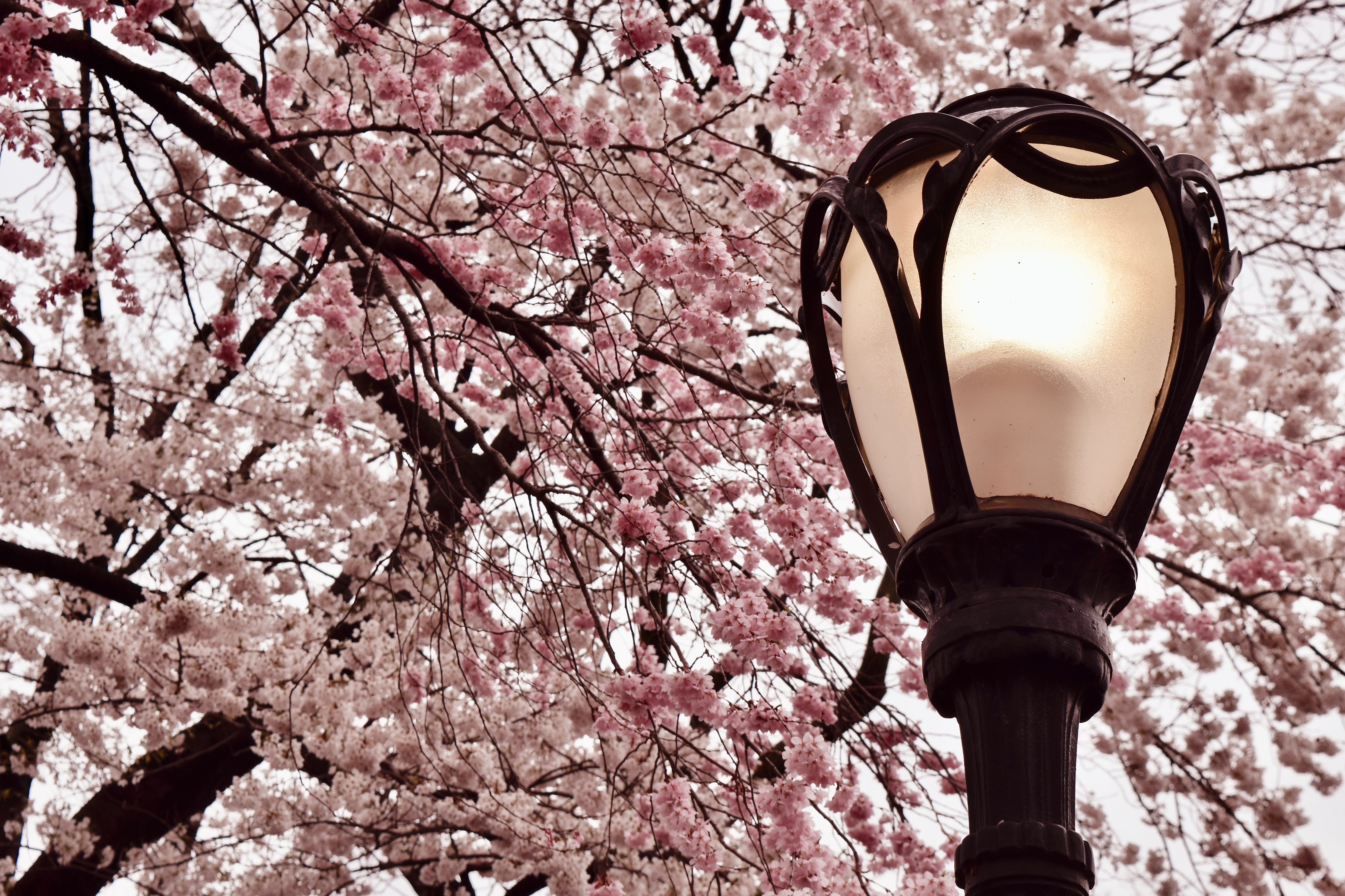 Pale pink cherry blossoms behind a decorative streetlight in NY's Central Park - The Open Suitcase