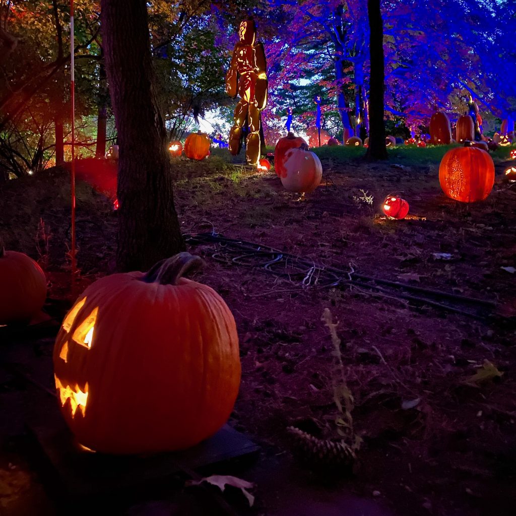 Field of pumpkins at the Great Jack O'Lantern Blaze, a Halloween festival near New York City.