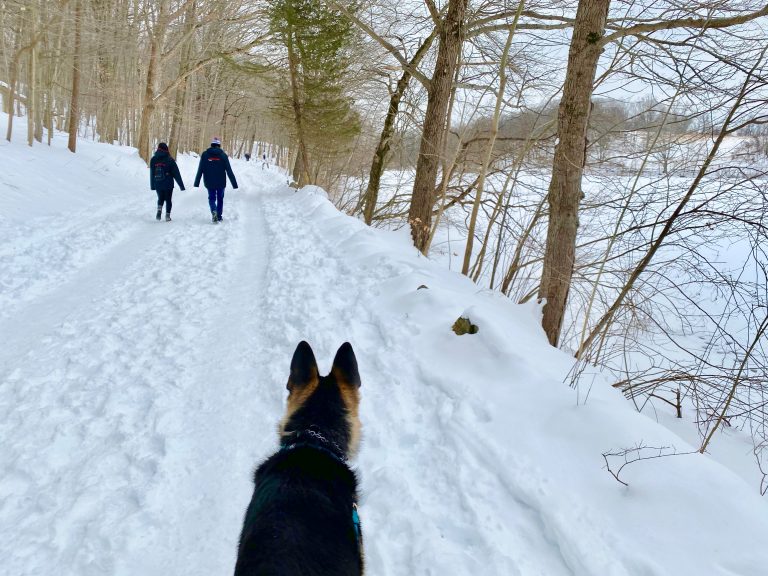 A Walk in the Woods