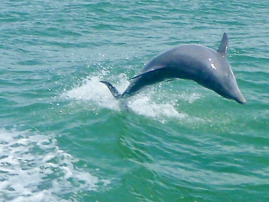 dolphin in the waters off of St. Pete Beach, a great east coast beach destination for families