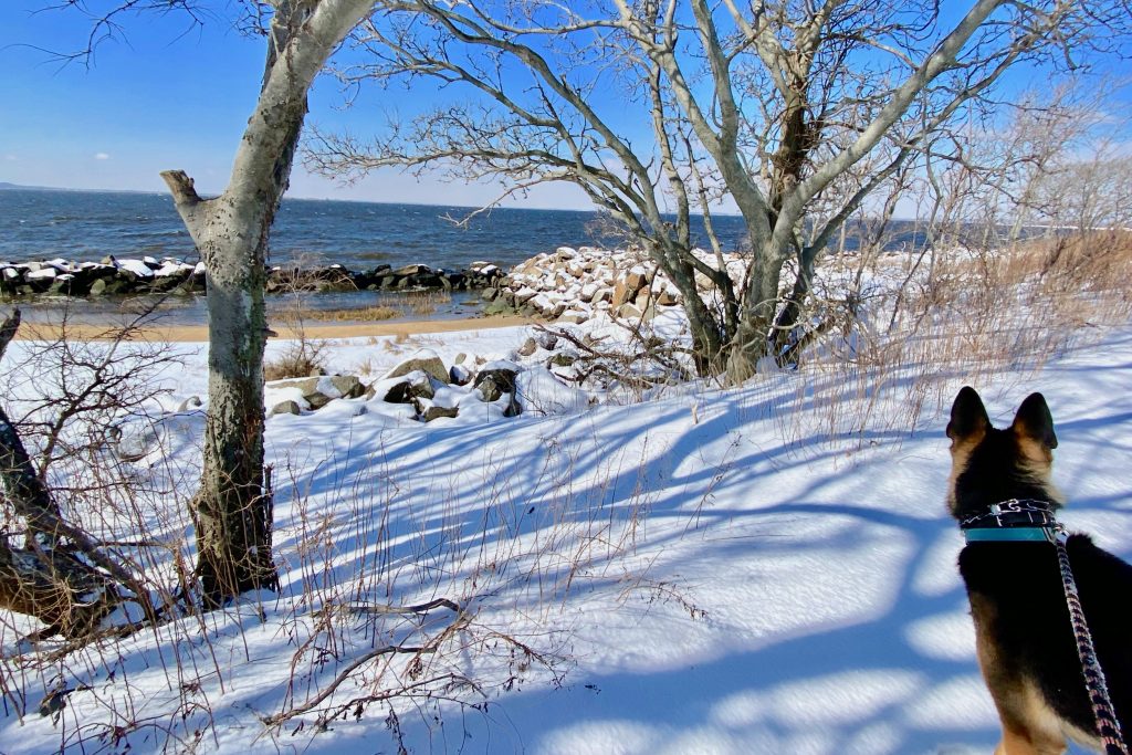 Dog looking at Sandy Hook NJ cove with snow covering the sand.