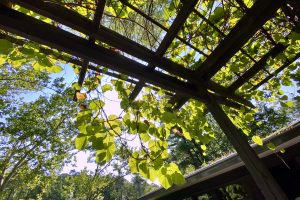 sunlight shines through pergola at Russel Wright's Manitoga