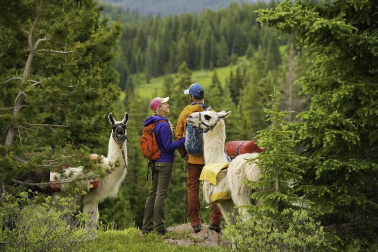 A llama lunch date is one of the unusual outdoor adventures offered by East West Hospitality as part of its Peak Pursuits packages.