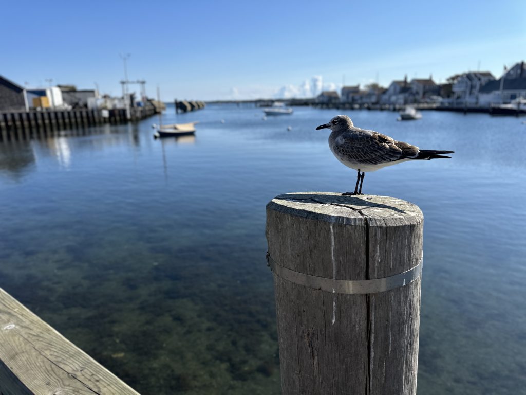 Sea bird on pier piling in Nantucket harbor.